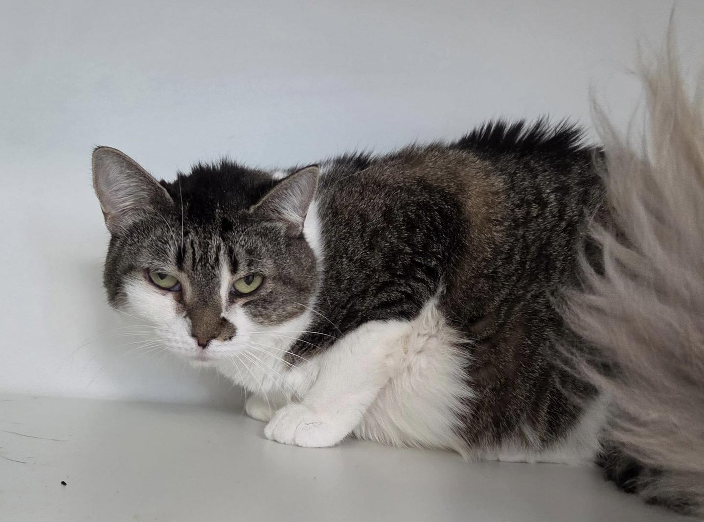 Honey Pot, a Adoptable Domestic Short Hair in Satellite Beach, FL image 3/3