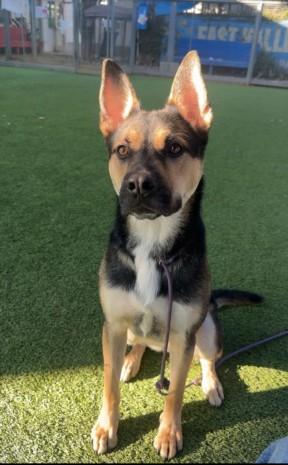 HUNTER, Adoptable, Young Male German Shepherd Dog & Mixed Breed.