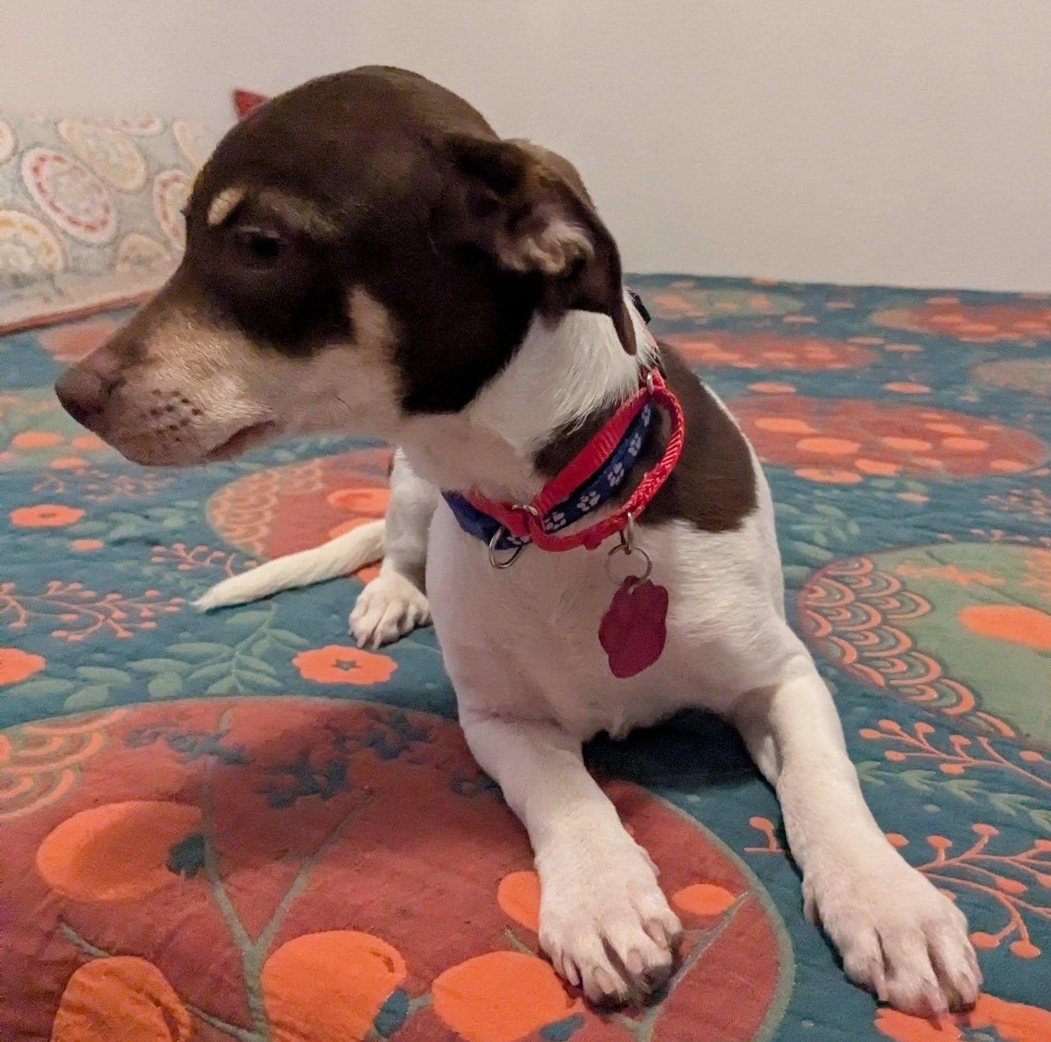 Enlarge INKA, an adopted mixed breed in Clatskanie, OR image 1/4