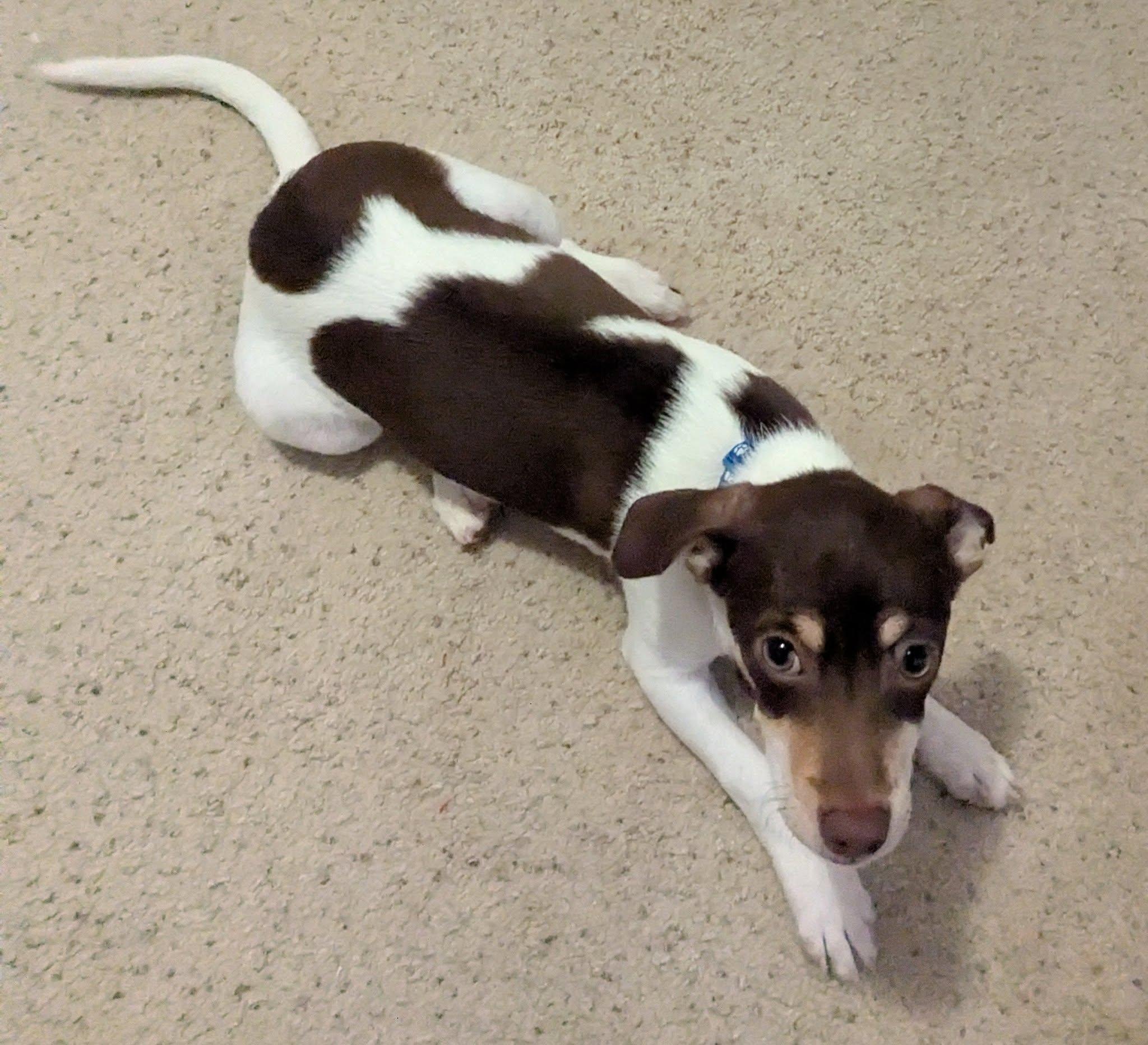 Enlarge INKA, an adopted mixed breed in Clatskanie, OR image 2/4