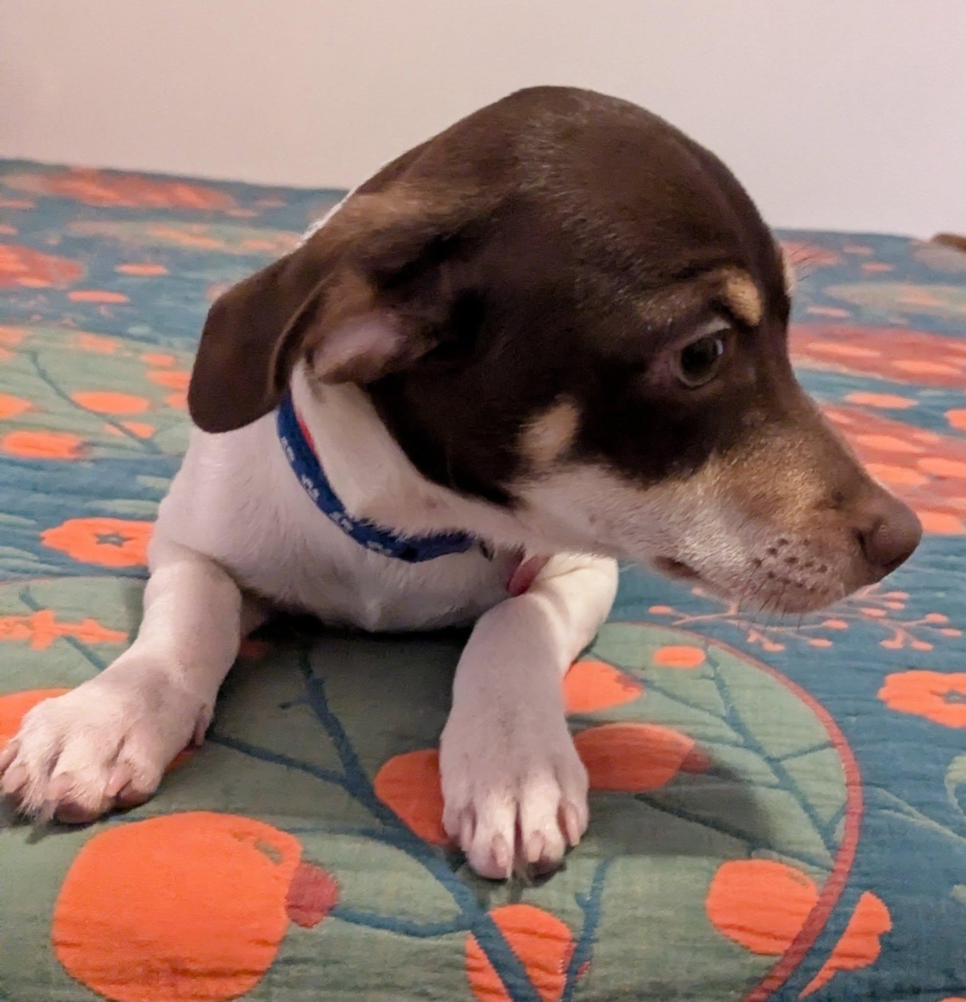 Enlarge INKA, an adopted mixed breed in Clatskanie, OR image 3/4