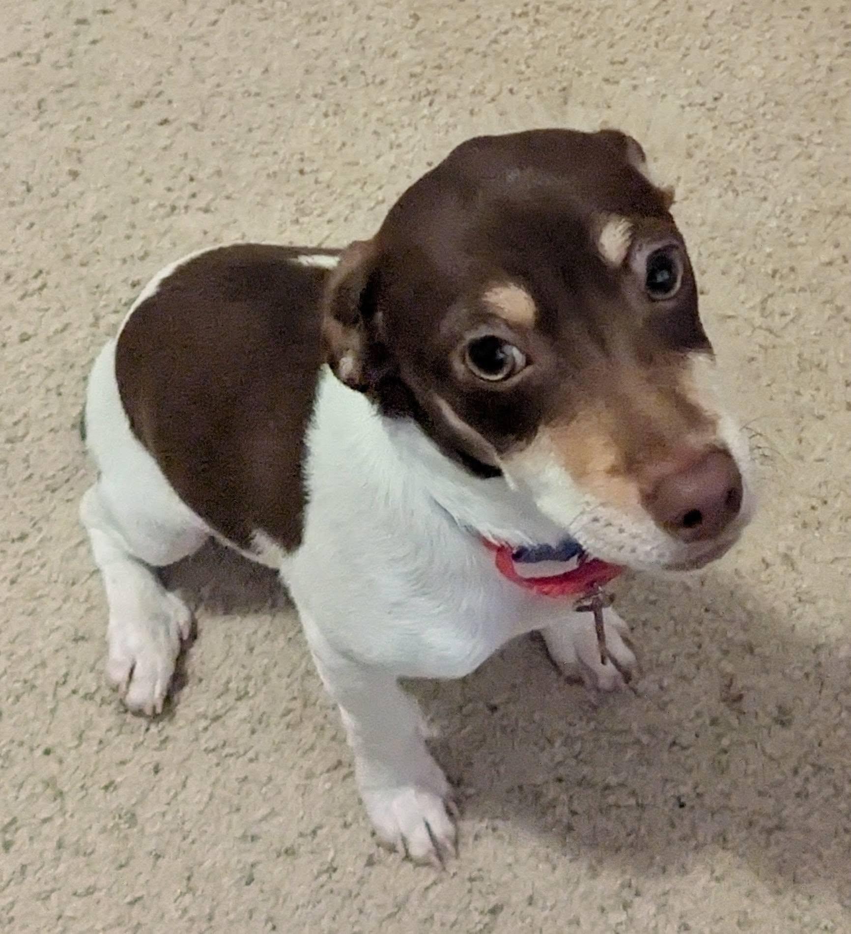 Enlarge INKA, an adopted mixed breed in Clatskanie, OR image 4/4