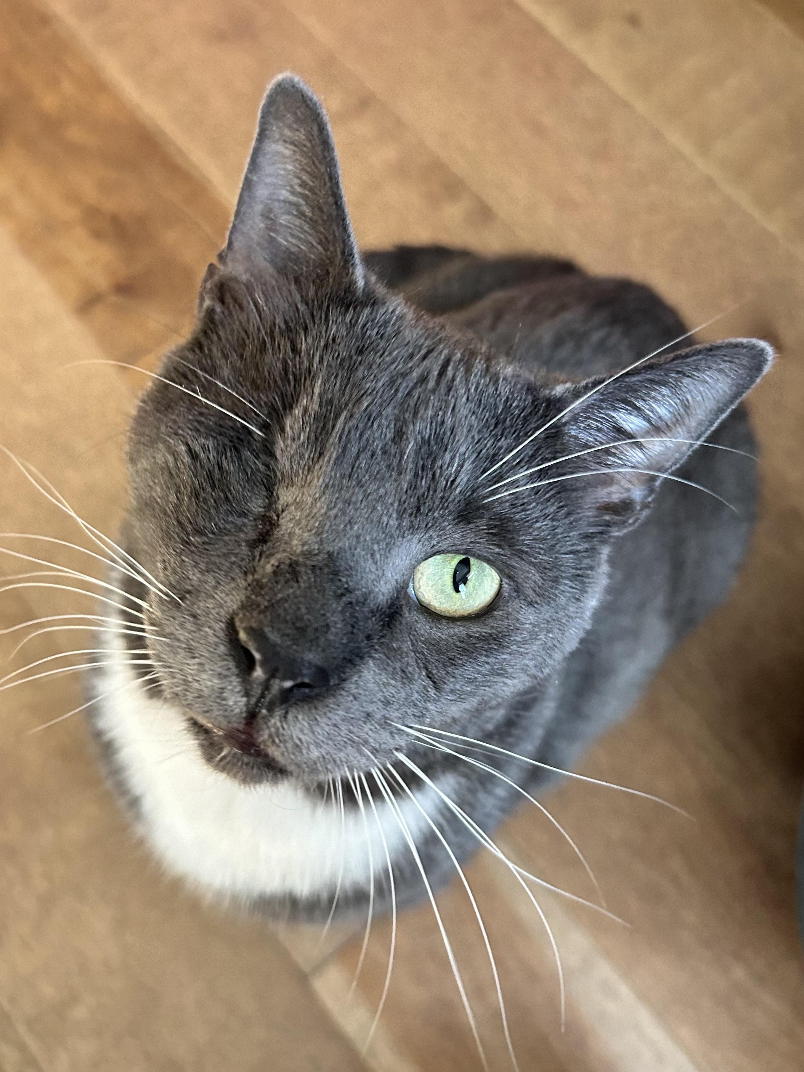 Smitty, Adult Male Domestic Short Hair