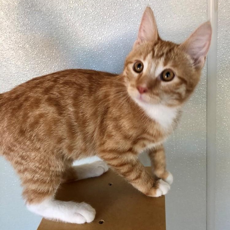 Enlarge Julius, an adopted Domestic Short Hair in Lodi, CA image 1/5