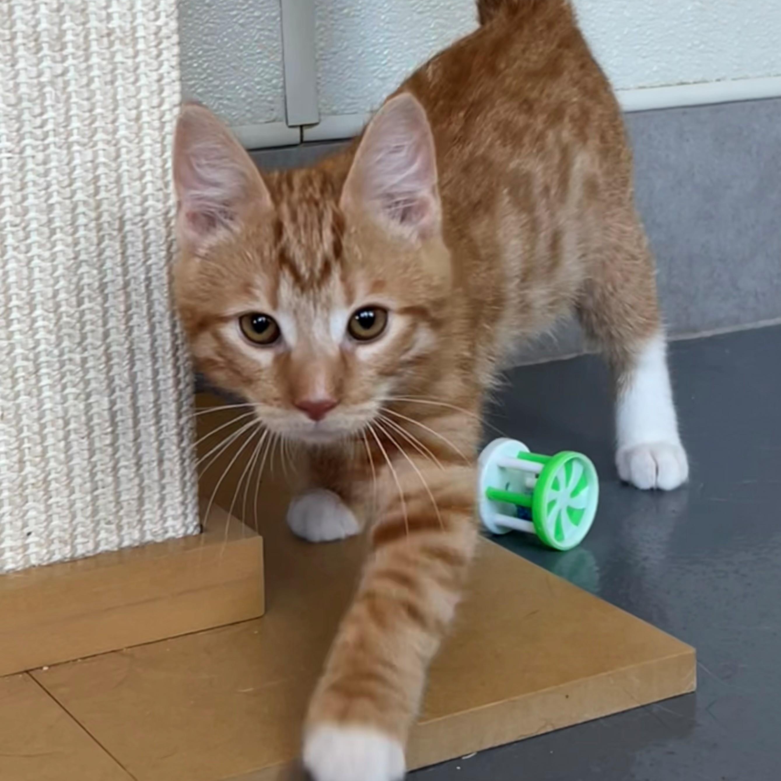Enlarge Julius, an adopted Domestic Short Hair in Lodi, CA image 2/5