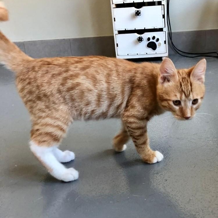 Enlarge Julius, an adopted Domestic Short Hair in Lodi, CA image 3/5