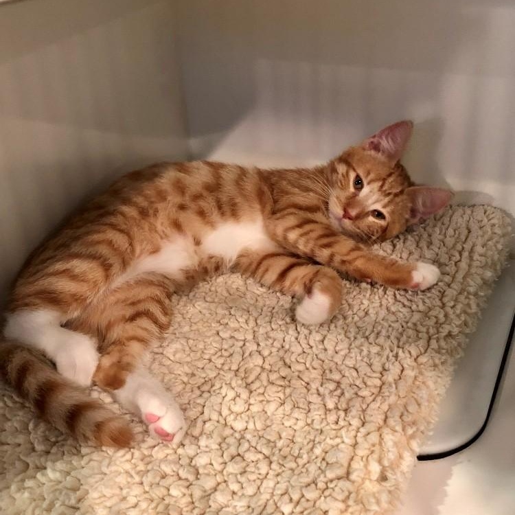 Enlarge Julius, an adopted Domestic Short Hair in Lodi, CA image 4/5