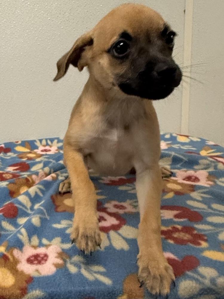 Betty Jo, Adoptable, Puppy Female Chihuahua.