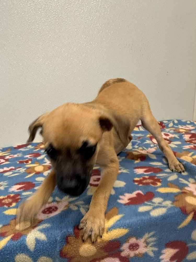 Enlarge Betty Jo, a Adoptable mixed breed in Osgood, IN image 2/6
