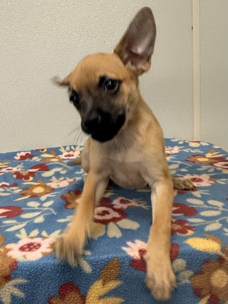 Enlarge Betty Jo, a Adoptable mixed breed in Osgood, IN image 3/6