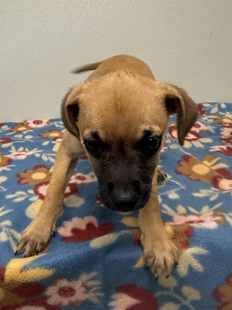 Enlarge Betty Jo, a Adoptable mixed breed in Osgood, IN image 4/6