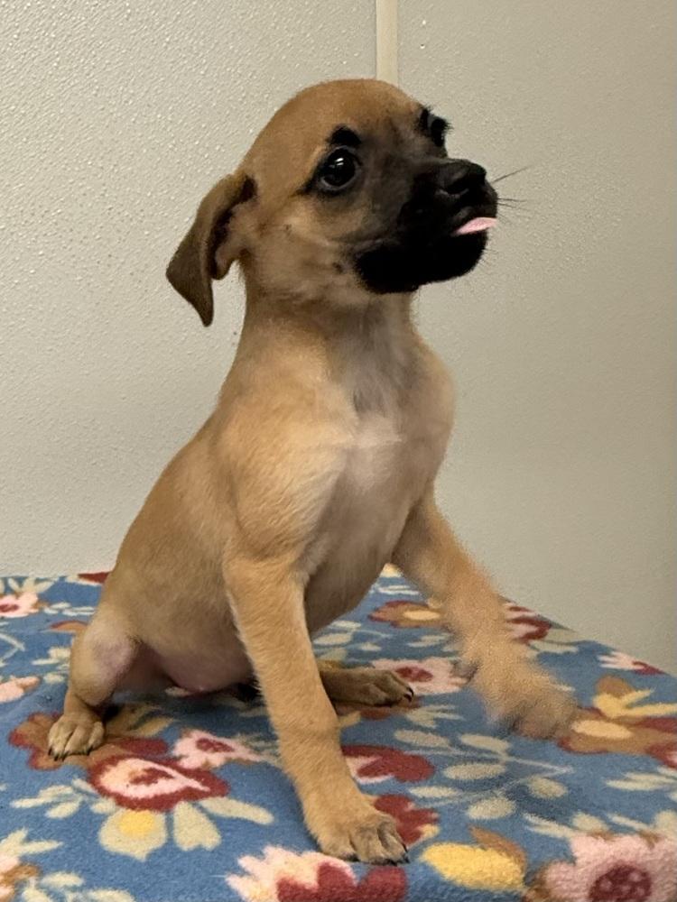 Enlarge Betty Jo, a Adoptable mixed breed in Osgood, IN image 5/6