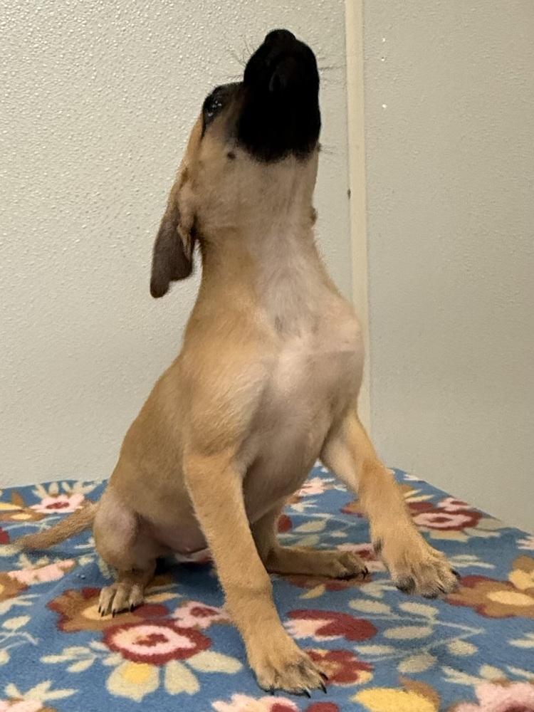 Enlarge Betty Jo, a Adoptable mixed breed in Osgood, IN image 6/6