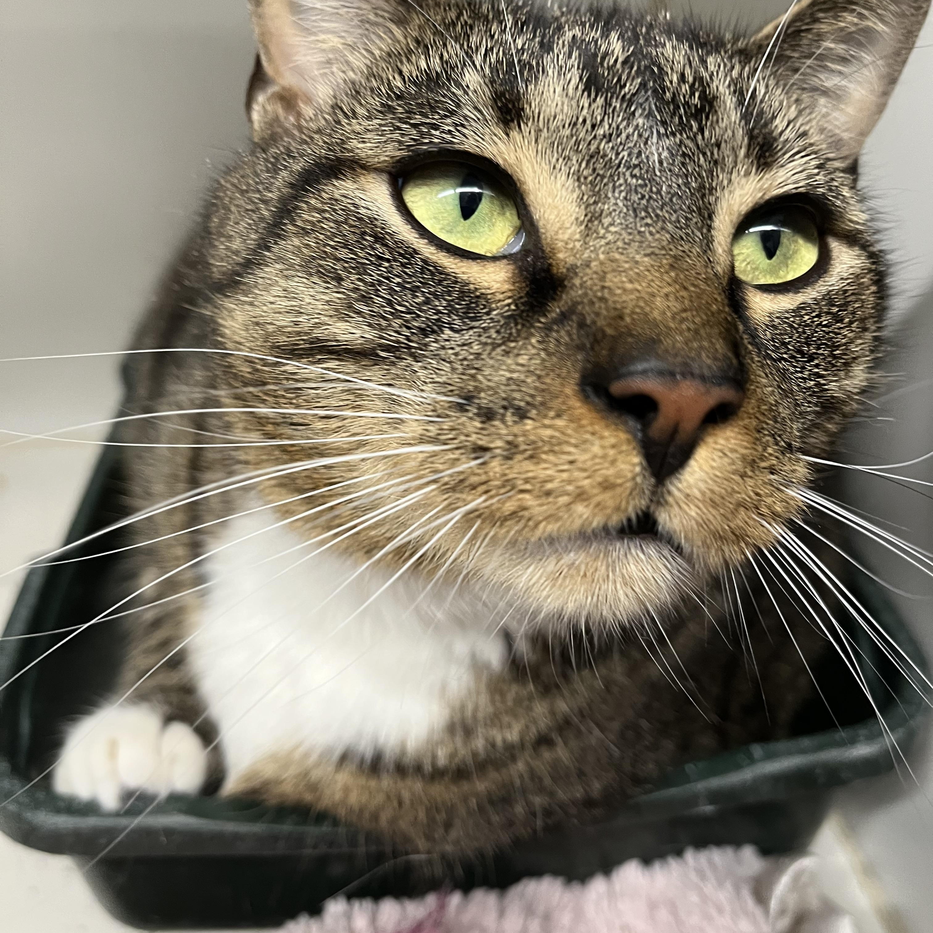 Enlarge Rocky , an adoptable Domestic Short Hair in Mansfield, CT image 2/5