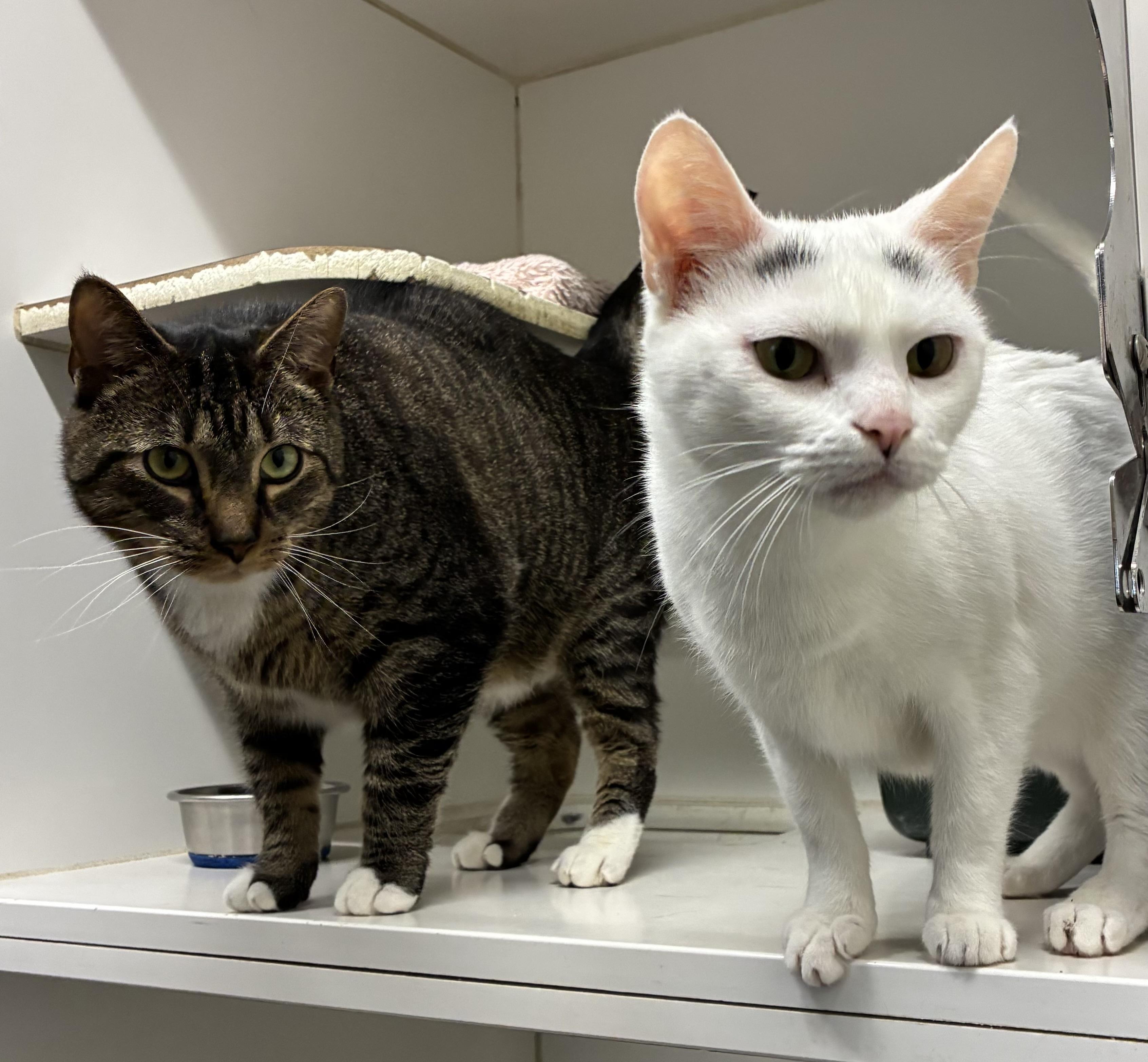 Enlarge Rocky, a ADOPTABLE Domestic Short Hair in Mansfield, CT image 2/3