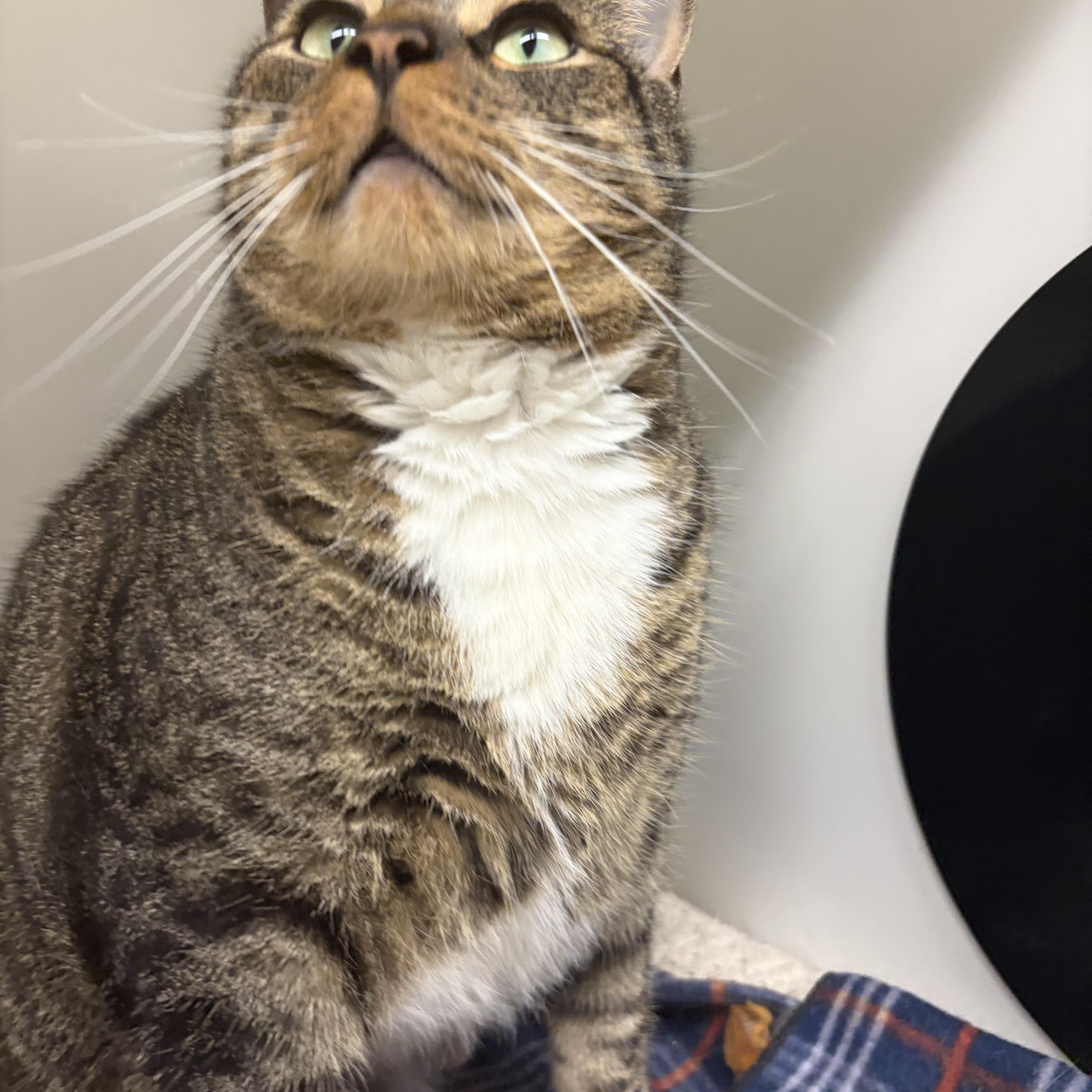Enlarge Rocky , an adoptable Domestic Short Hair in Mansfield, CT image 4/5