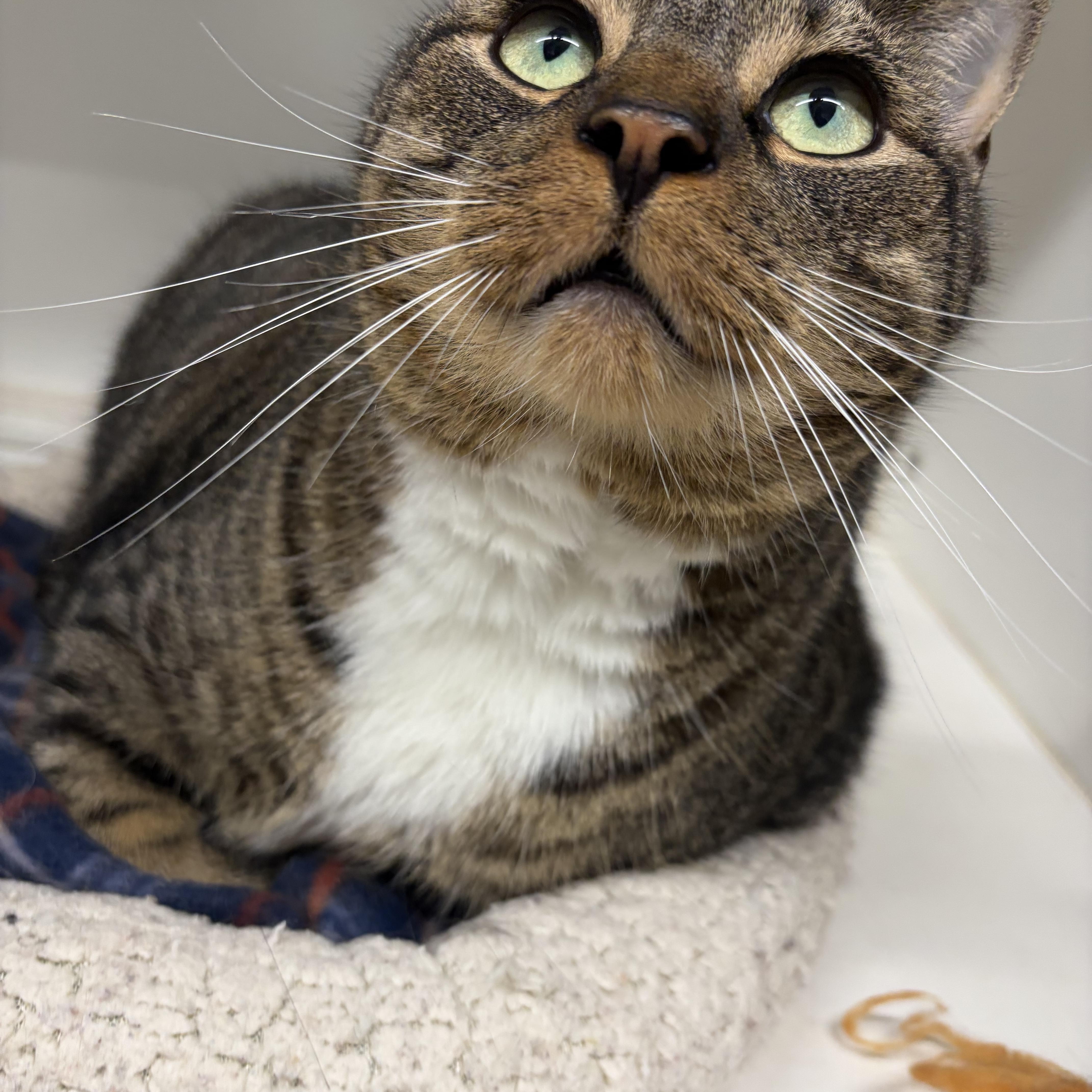 Enlarge Rocky , an adoptable Domestic Short Hair in Mansfield, CT image 5/5