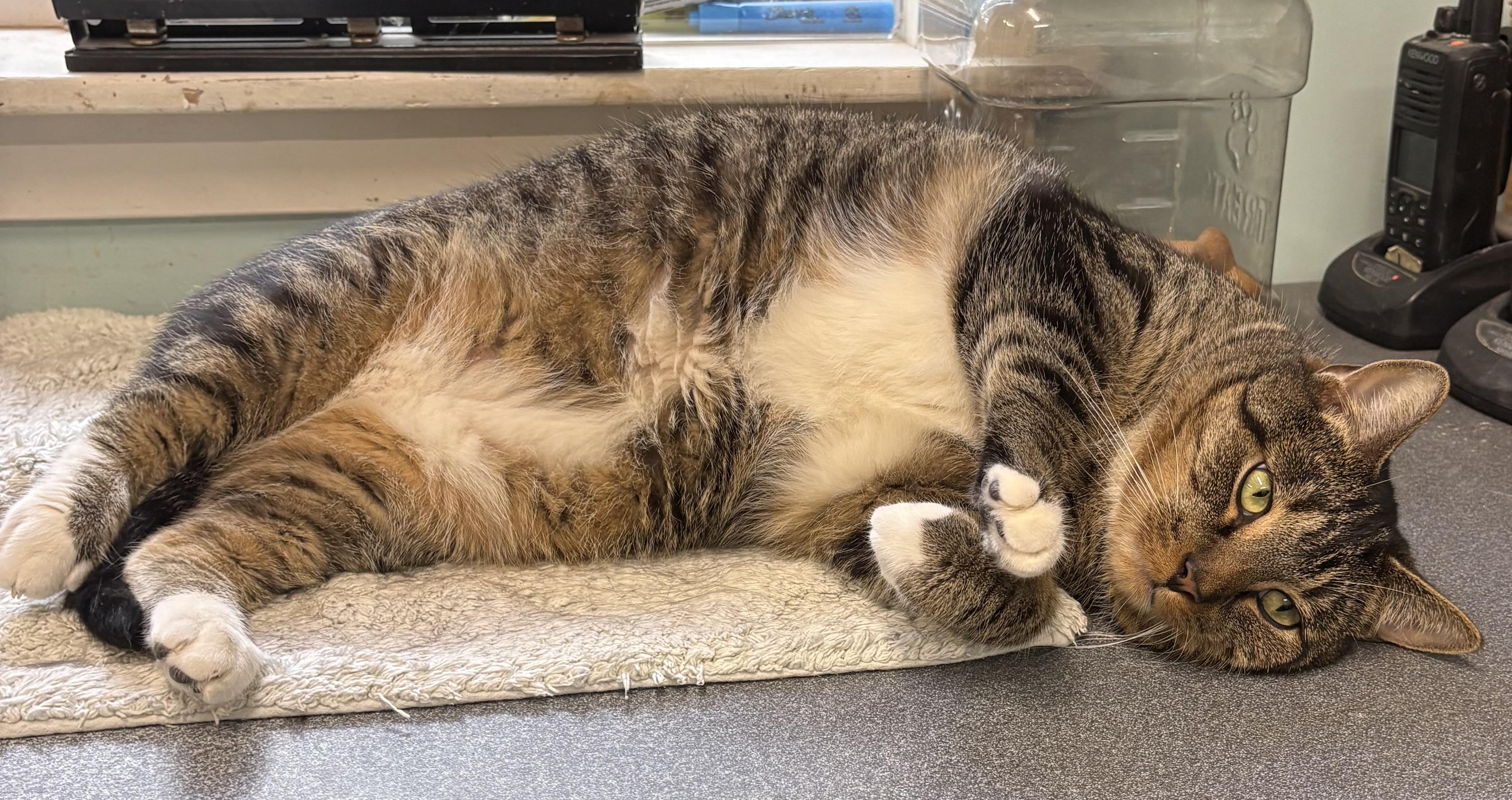 Rocky , an adoptable Domestic Short Hair in Mansfield, CT image 3/3