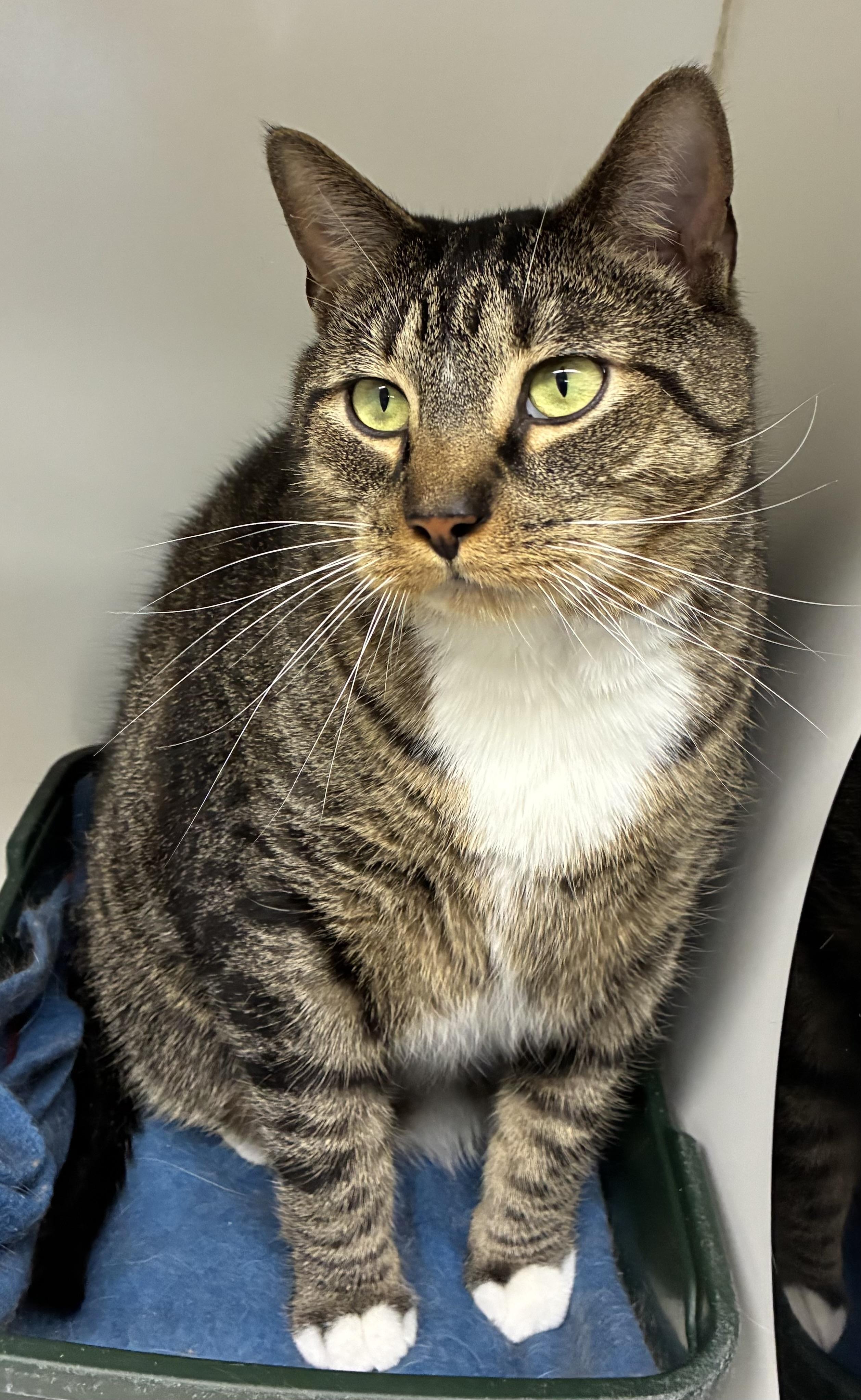 Enlarge Rocky, a ADOPTABLE Domestic Short Hair in Mansfield, CT image 1/3