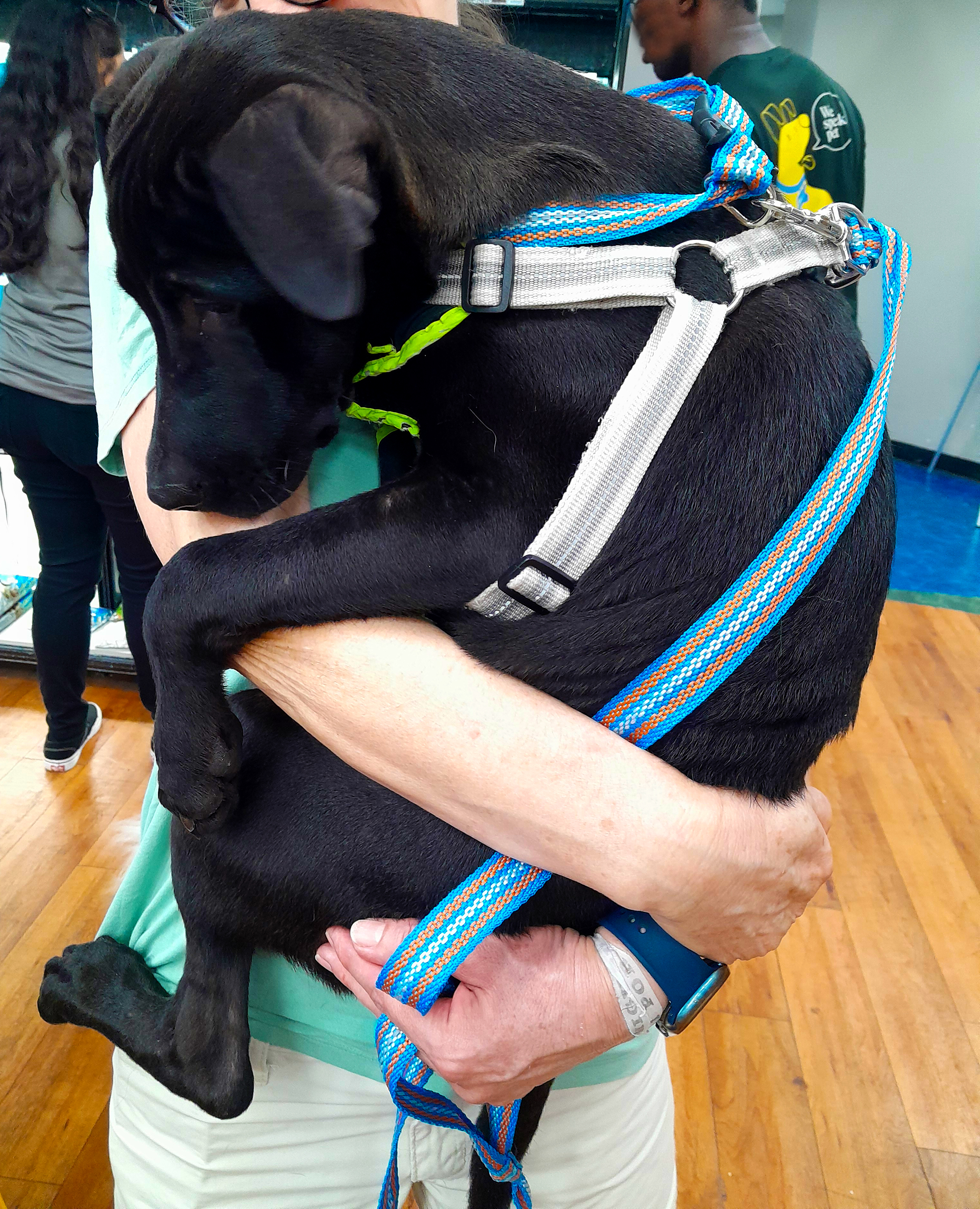 Enlarge Sunny, a Adopted mixed breed in Margate, FL image 4/6