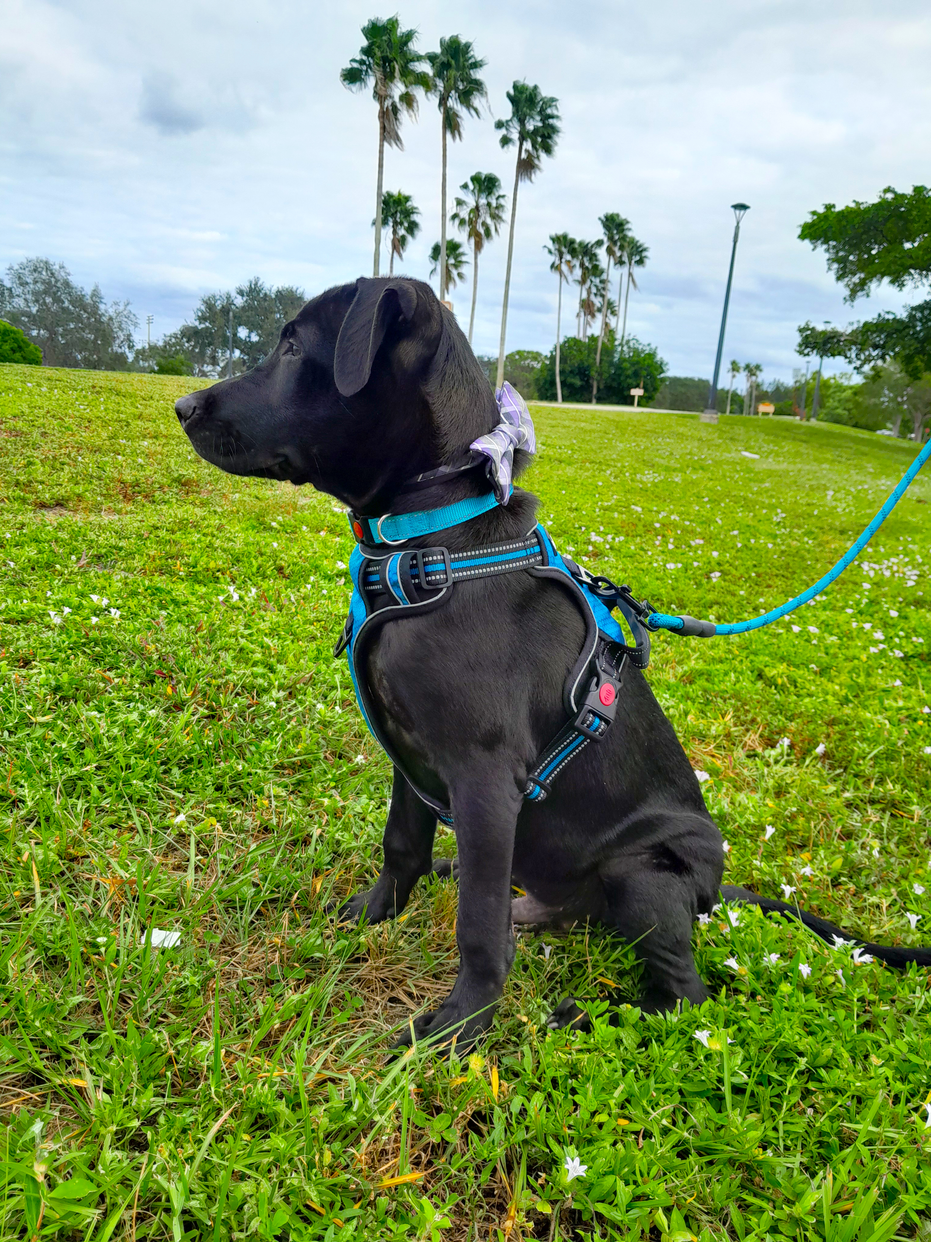 Enlarge Sunny, a Adopted mixed breed in Margate, FL image 2/6