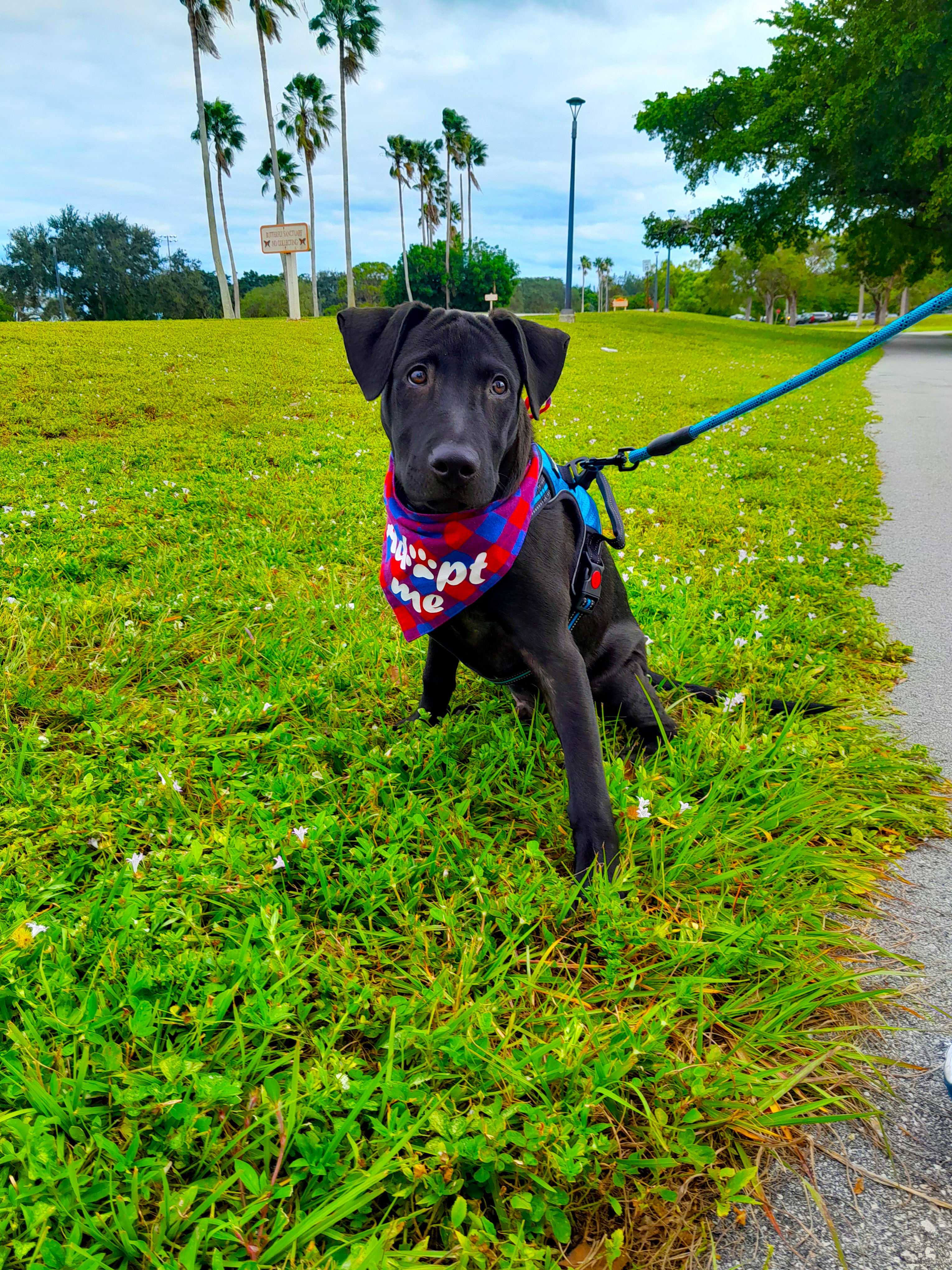 Enlarge Sunny, a Adopted mixed breed in Margate, FL image 1/6