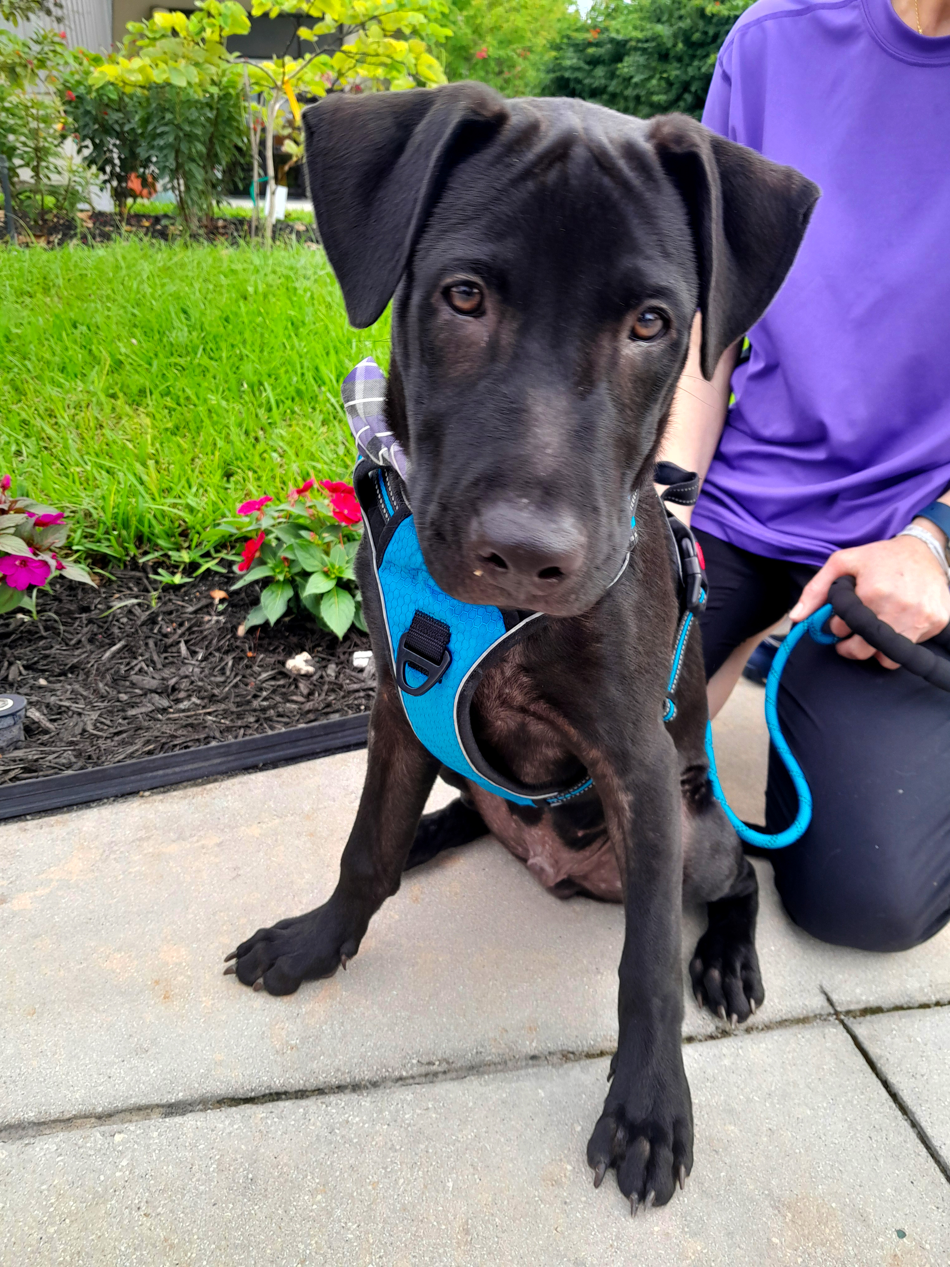 Enlarge Sunny, a Adopted mixed breed in Margate, FL image 6/6