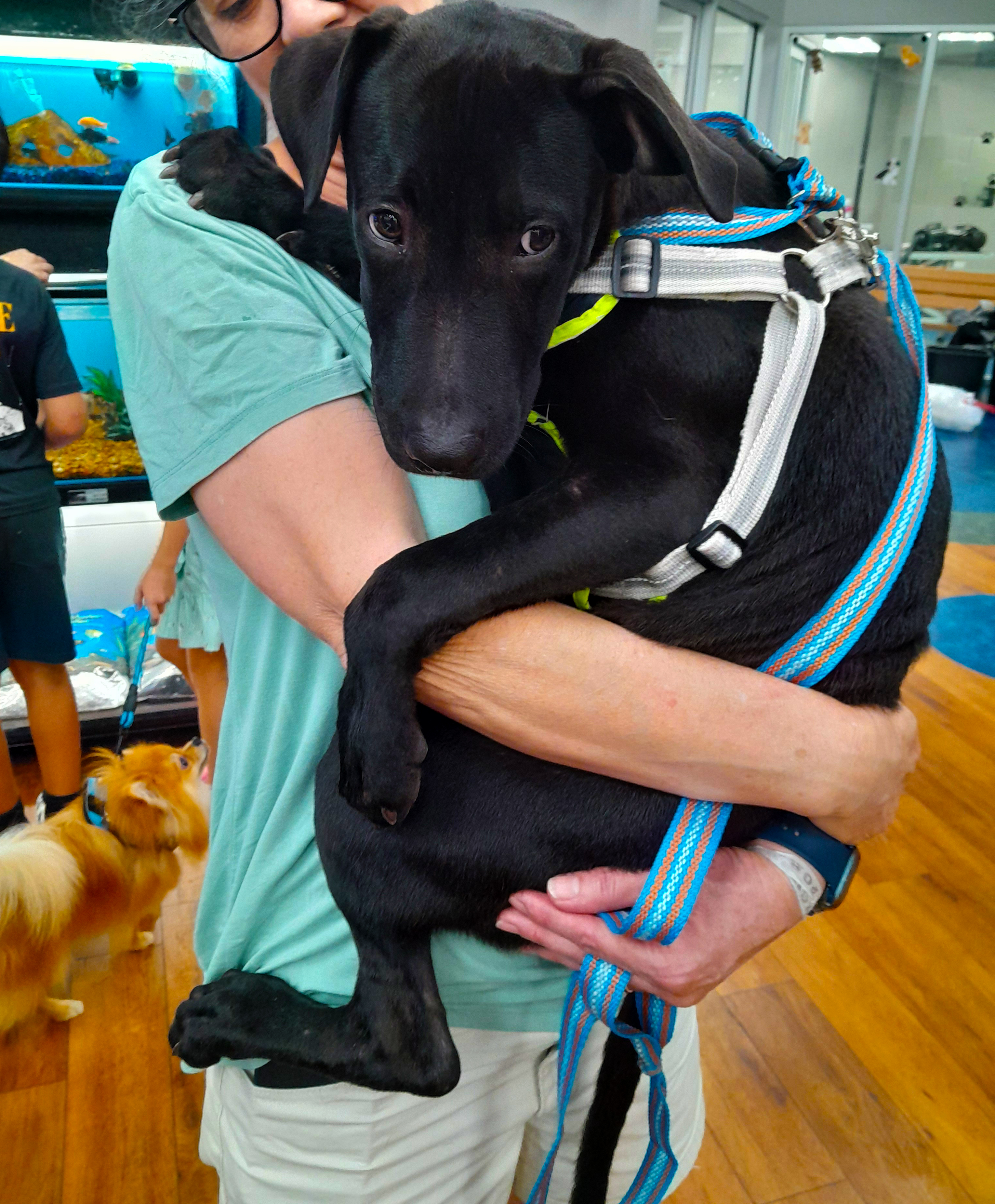 Enlarge Sunny, a Adopted mixed breed in Margate, FL image 5/6