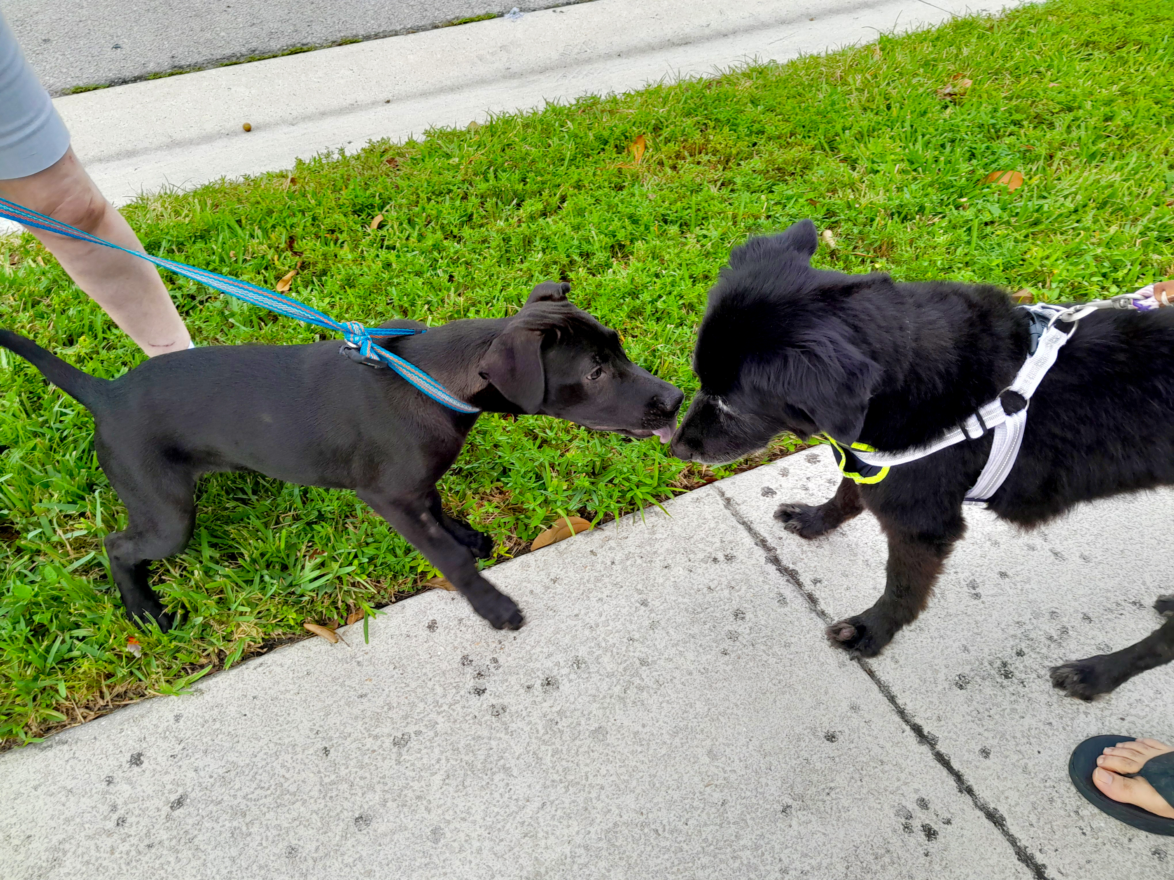 Enlarge Sunny, a Adopted mixed breed in Margate, FL image 3/6