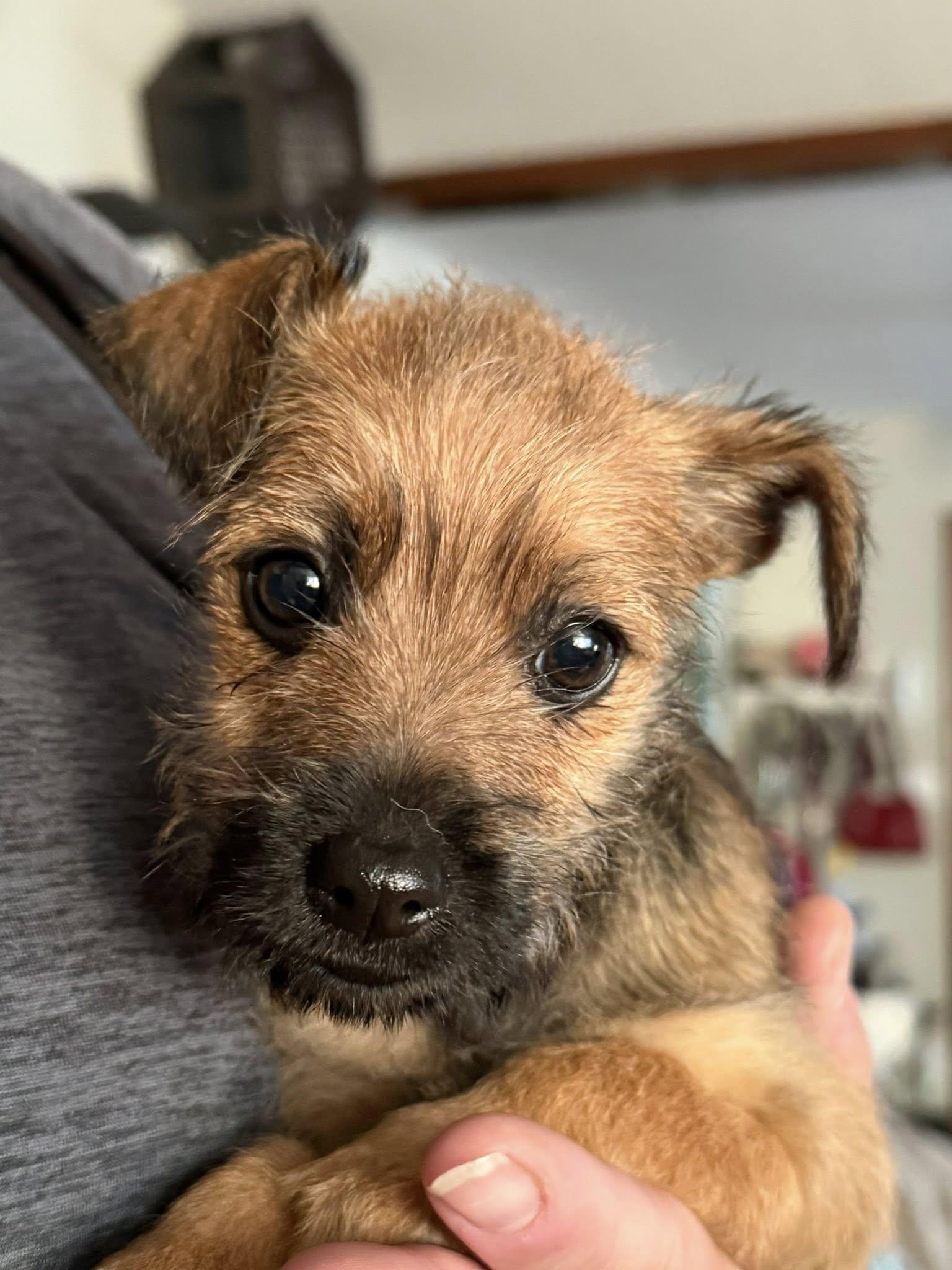 Monkey, Adopted, Young Female Border Terrier.