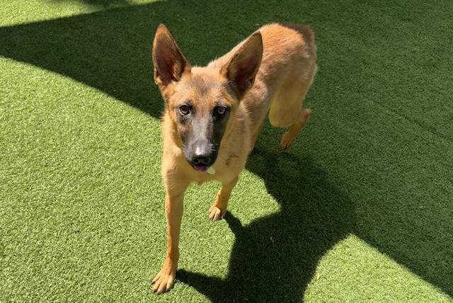 PANCAKE, Adoptable, Young Female Belgian Shepherd / Malinois.