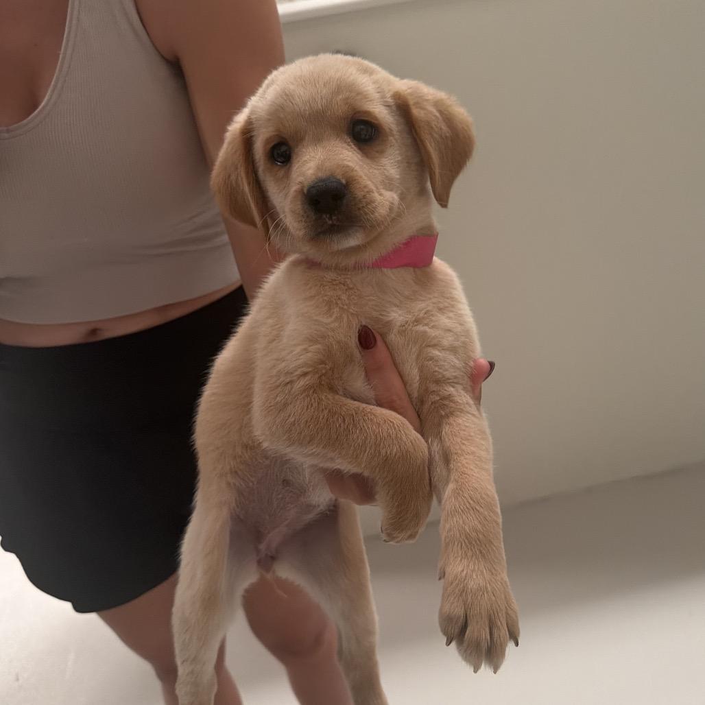 Bambi, adopted, Puppy Female Labrador Retriever.