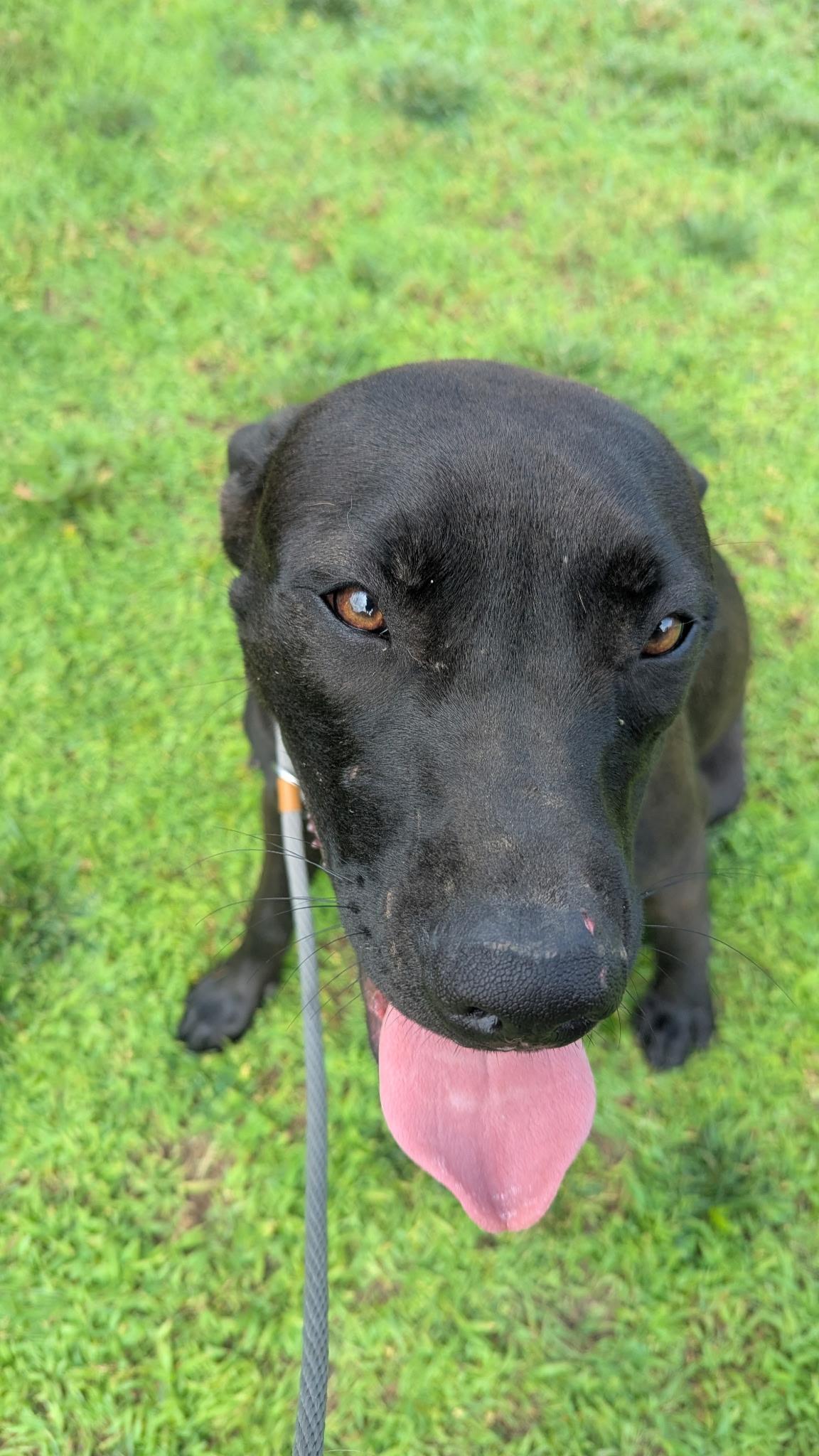 Enlarge Missy Elliott, a Adoptable Mixed Breed in Atchison, KS image 3/6