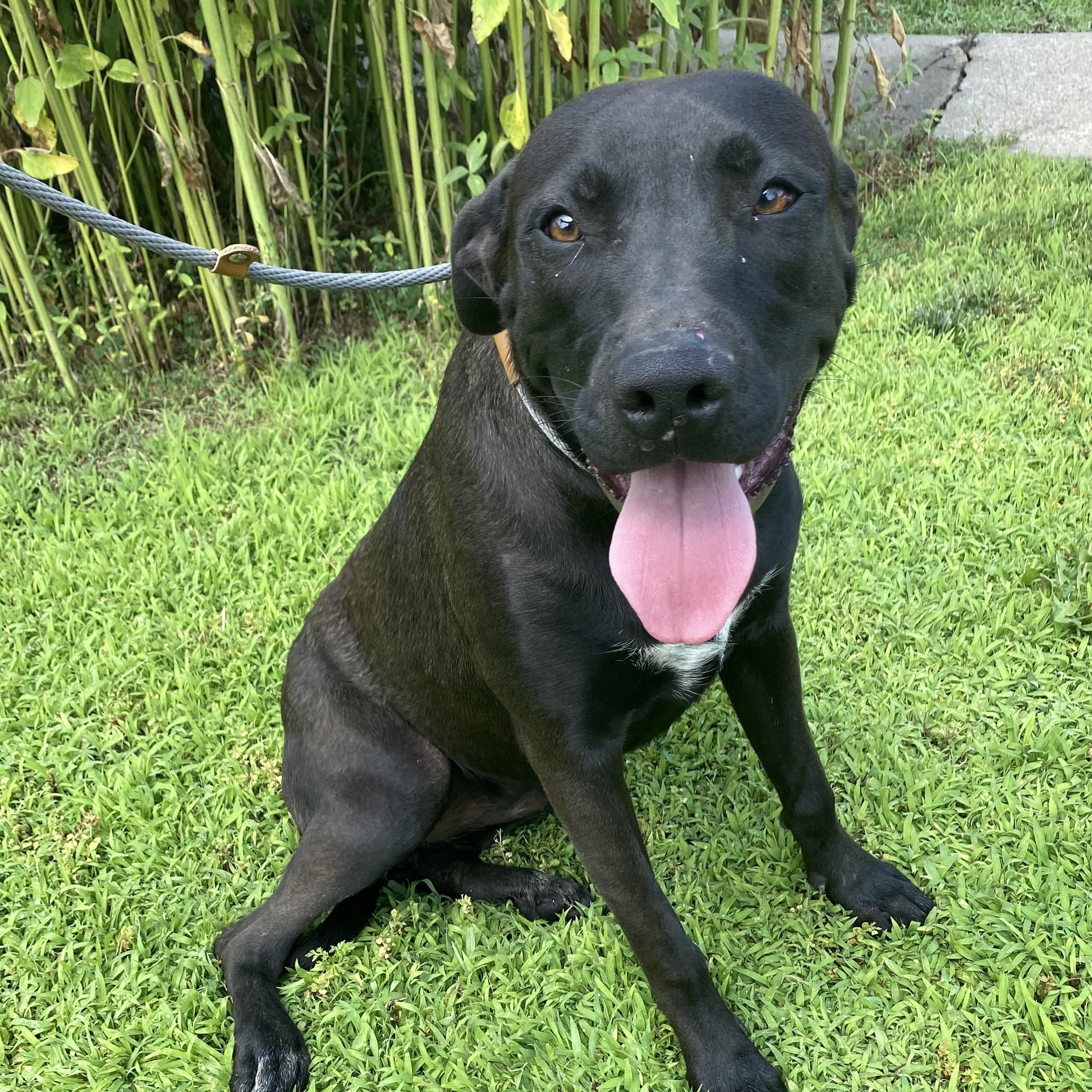 Enlarge Missy Elliott, a Adoptable Mixed Breed in Atchison, KS image 5/6