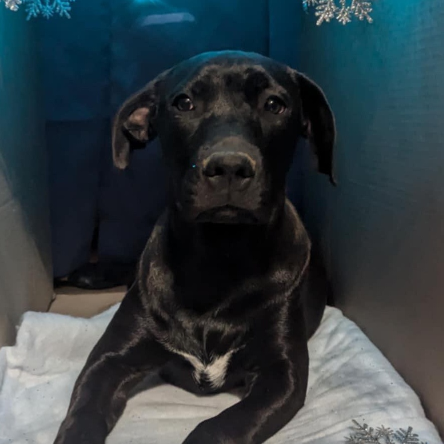 Enlarge Missy Elliott, a Adoptable Mixed Breed in Atchison, KS image 2/6