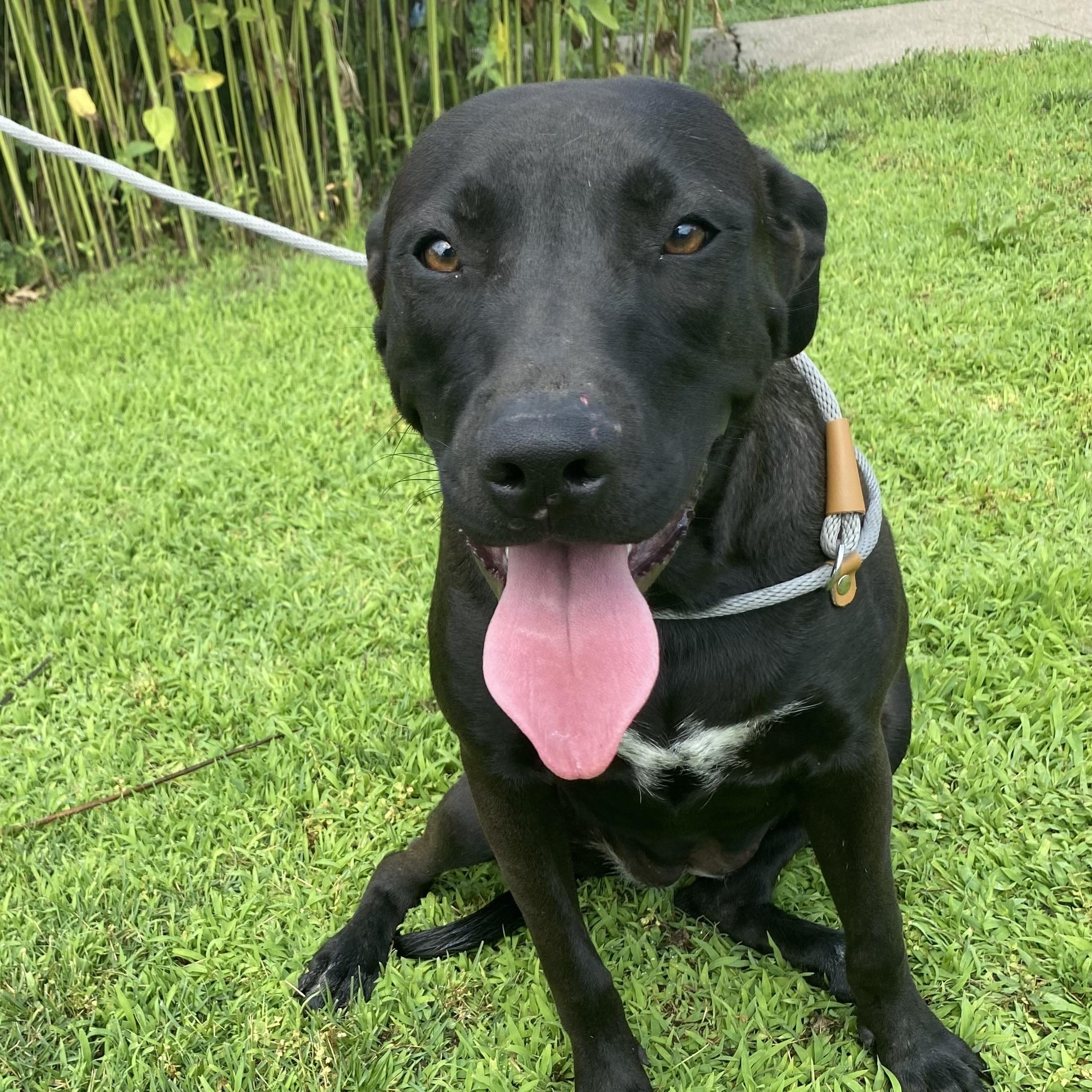 Missy Elliott, Adoptable, Young Female Mixed Breed.