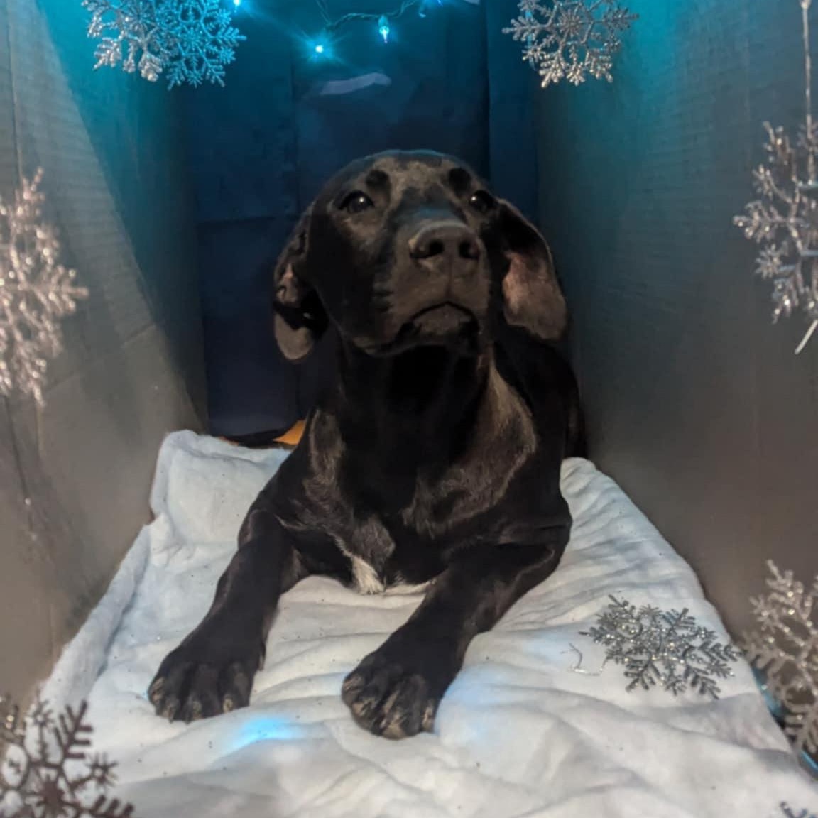 Enlarge Missy Elliott, a Adoptable Mixed Breed in Atchison, KS image 4/6