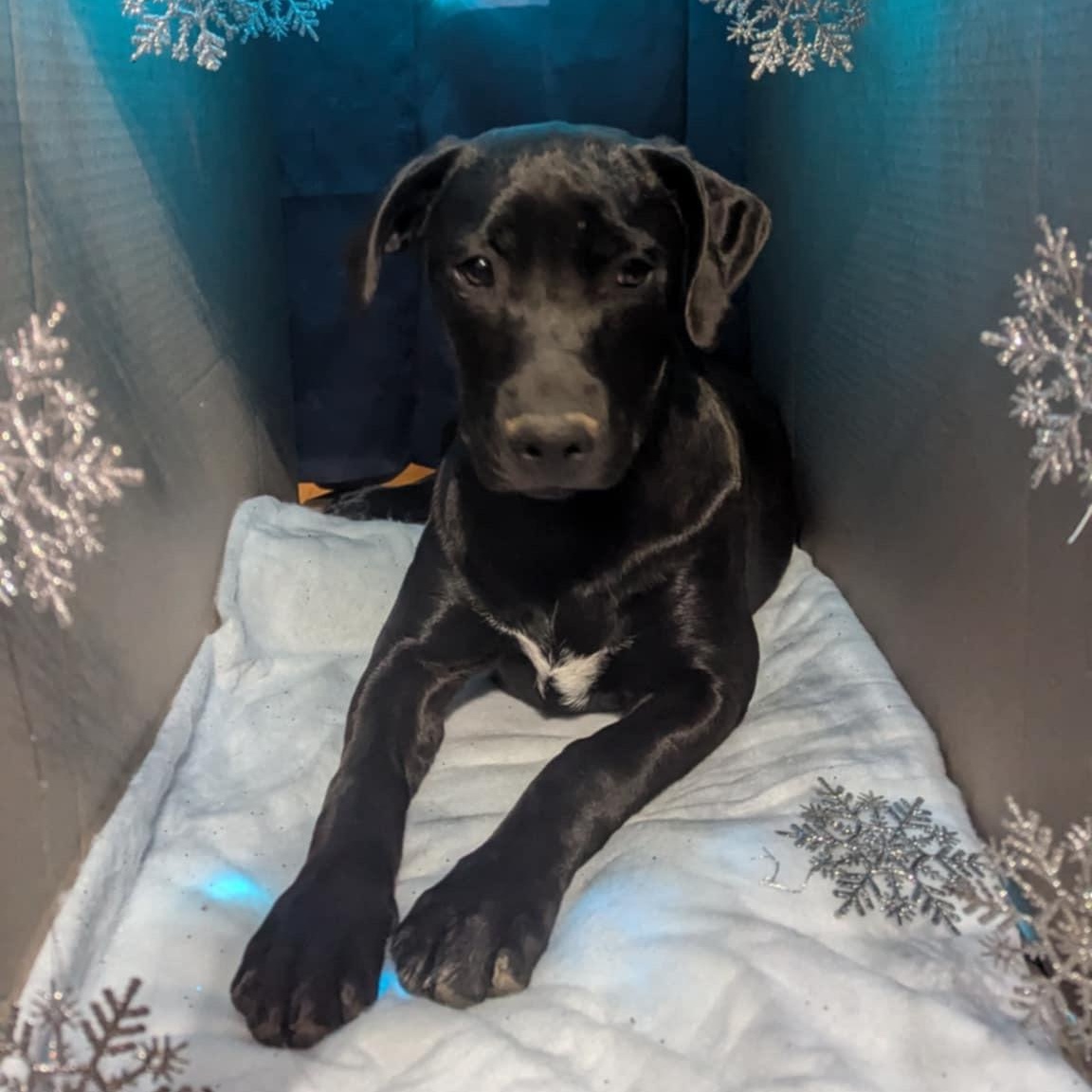 Enlarge Missy Elliott, a Adoptable Mixed Breed in Atchison, KS image 6/6