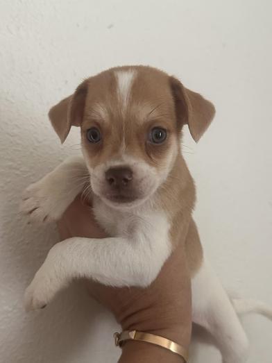 Denver, Adopted, Puppy Male Chihuahua & Terrier.