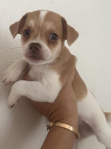 Enlarge Denver, a Adopted mixed breed in FREDERICKSBURG , VA image 2/2