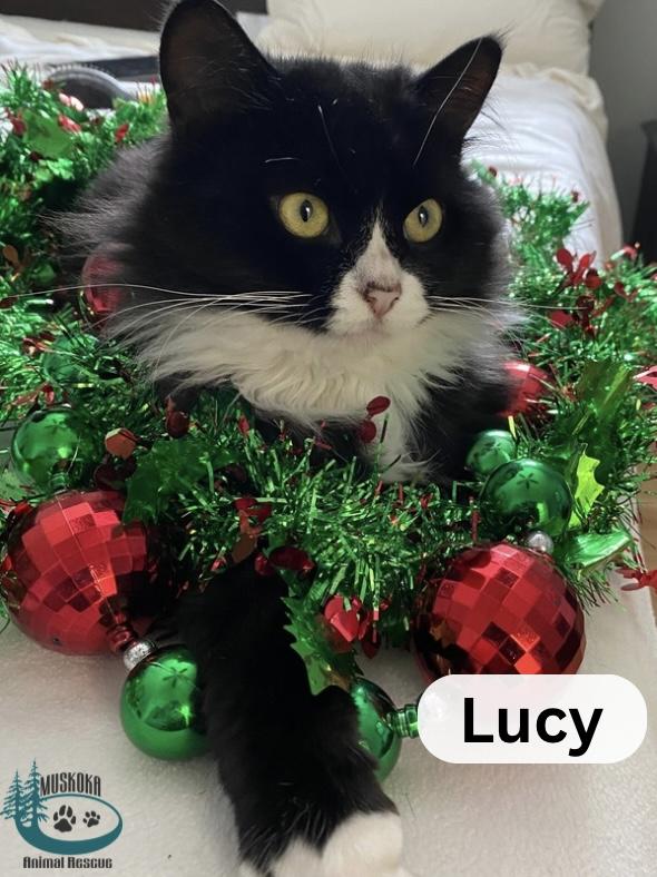 Lucy!, Adoptable, Young Female Domestic Medium Hair.