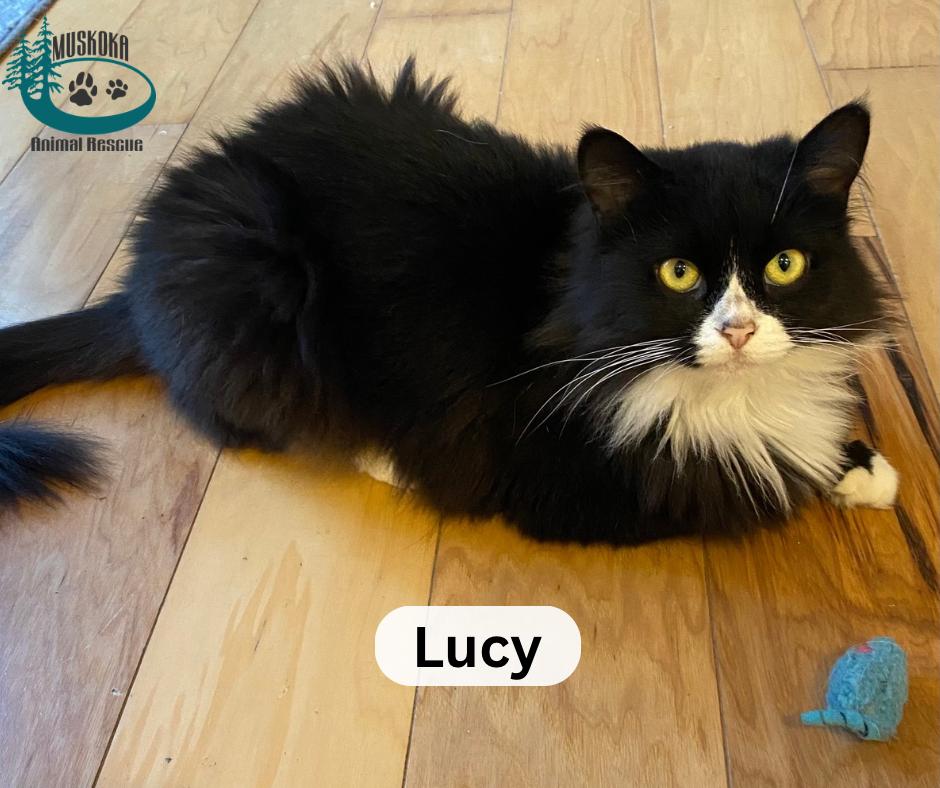 Lucy!, a Adoptable Domestic Medium Hair in Huntsville, ON image 2/3