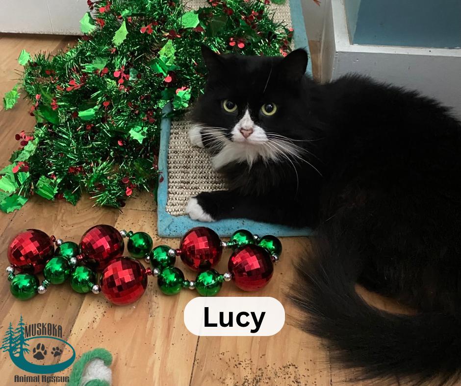 Lucy!, a Adoptable Domestic Medium Hair in Huntsville, ON image 3/3