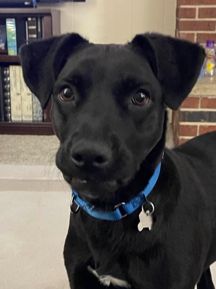 Bellaboo, Adoptable, Young Female Labrador Retriever.