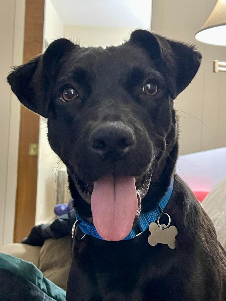 Enlarge Bellaboo, a Adoptable mixed breed in Fond Du Lac, WI image 3/5