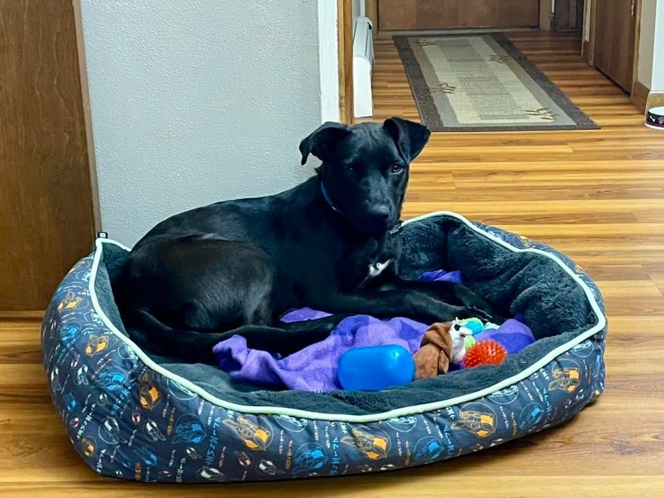 Enlarge Bellaboo, a Adoptable mixed breed in Fond Du Lac, WI image 4/5