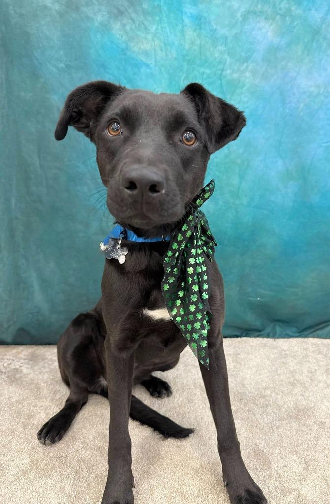 Enlarge Bellaboo, a Adoptable mixed breed in Fond Du Lac, WI image 5/5