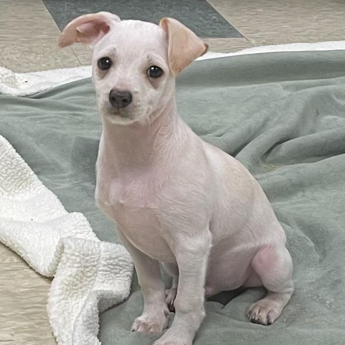 Tyler, Adoptable, Puppy Male Chihuahua.
