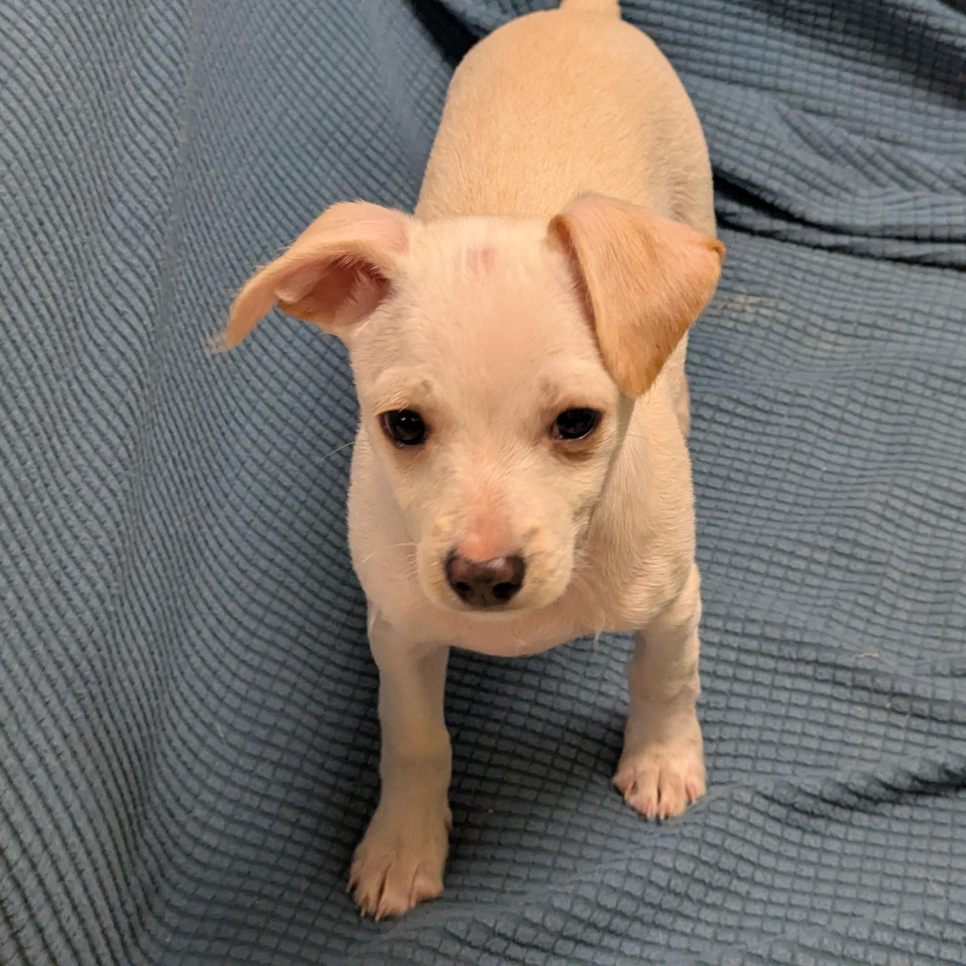 Tyler, a Adoptable mixed breed in Stratford, CT image 3/4