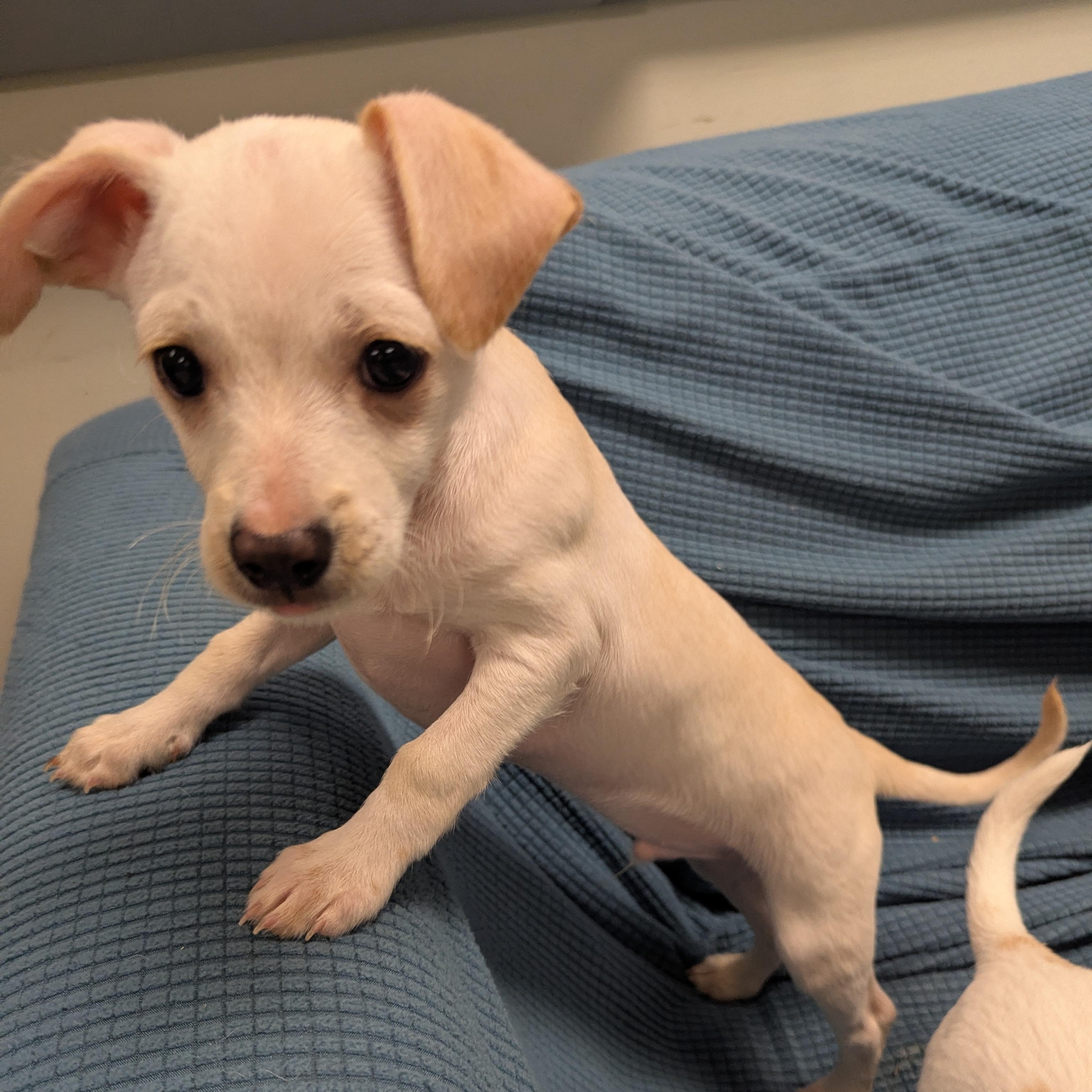 Tyler, a Adoptable mixed breed in Stratford, CT image 2/4